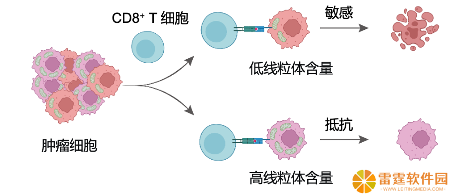 中国科学院新突破：纳米降解剂精准诱导肿瘤细胞“自毁”线粒体