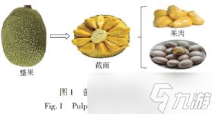 探秘菠萝蜜别名背后的趣味真相，你知道它还有这些名字吗？