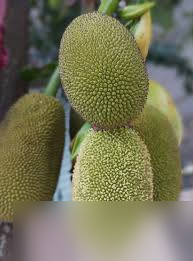 探秘菠萝蜜别名背后的趣味真相，你知道它还有这些名字吗？